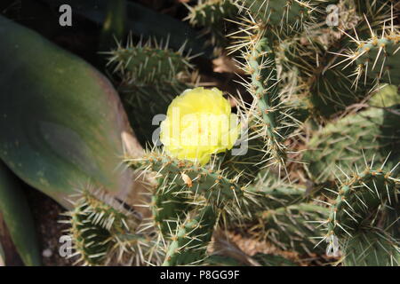 Blühende Kakteen, Prinzessin von Wales Wintergarten, Kew Royal Botanic Gardens Stockfoto