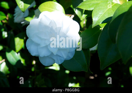 Camellia Japonica 'Alba Plena' Stockfoto