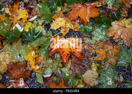 Berlin, Deutschland, nasse Blätter im Herbst Stockfoto