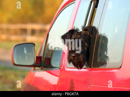 Goerlsdorf, Deutschland, Riesenschnauzer schaut aus dem Fenster eines Autos Stockfoto