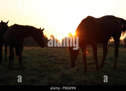Die verzierte Goerlsdorf, Silhouette, Pferde bei Sonnenaufgang auf der Weide Stockfoto