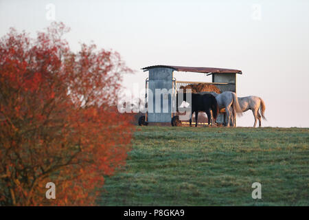 Gestüt Goerlsdorf, Pferde Essen in der Weide von einem überdachten Heuhaufen Stockfoto