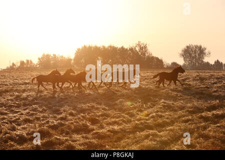 Die verzierte Goerlsdorf, Silhouette, Pferde auf der Weide bei Sonnenaufgang galoppieren. Stockfoto