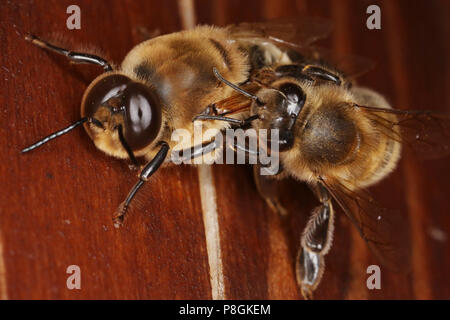 Berlin, Deutschland, Honey Bee (rechts) schiebt die Drohnen aus dem Bienenstock Stockfoto