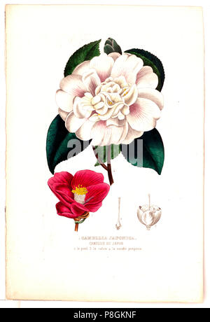 Camellia japonica. Camellie du Japon ca 1850-1900 Stockfoto