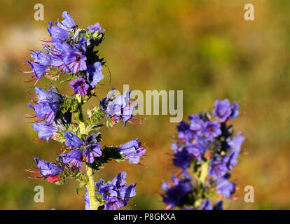 Vipers bugloss, Echium vulgare, an der Küste der Insel Gotland in Schweden. Stockfoto