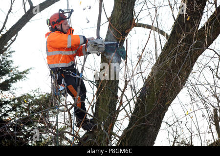 Berlin, Deutschland, Mitarbeiter der Gartenbau Büro ist die Aussaat einer verfaulten Zweig von einem Baum Stockfoto