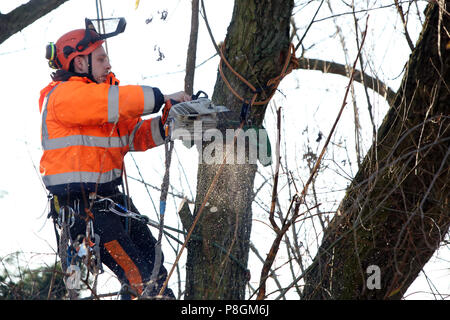 Berlin, Deutschland, Mitarbeiter der Gartenbau Büro ist die Aussaat einer verfaulten Zweig von einem Baum Stockfoto