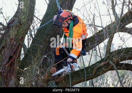 Berlin, Deutschland, Mitarbeiter der Gartenbau Büro ist die Aussaat einer verfaulten Zweig von einem Baum Stockfoto