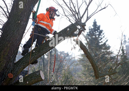 Berlin, Deutschland, Mitarbeiter der Gartenbau Büro ist die Aussaat einer verfaulten Zweig von einem Baum Stockfoto