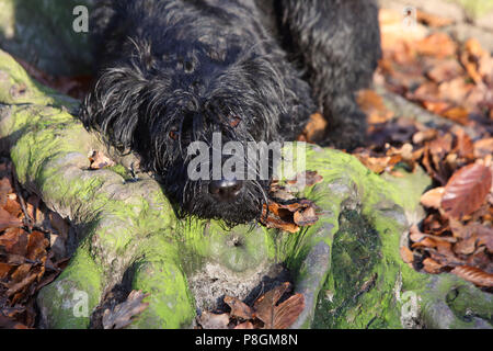 Berlin, Deutschland, Riesenschnauzer liegt im Wald auf einem Baum Wurzel Stockfoto