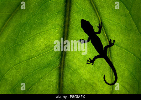 Silhouette einer Gecko sitzt auf einem grün Verlassen in einem üppigen Wald. Stockfoto