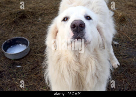 Neue Kaetwin, Deutschland, Pyrenean mountain Dog Stockfoto