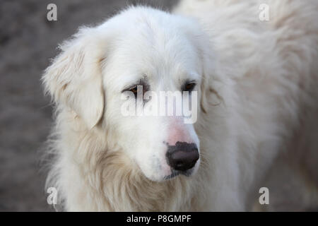 Neue Kaetwin, Deutschland, Pyrenean mountain Dog Stockfoto