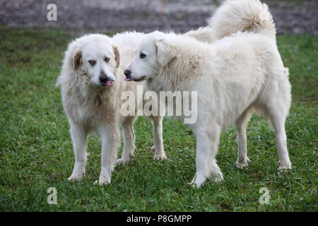 Neue Kaetwin, Deutschland, Pyrenaeenberghunde Stockfoto