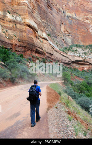 Wanderer zu Fuß auf der Straße, von Sandsteinfelsen umgeben, Zion National Park, Utah, USA. Stockfoto