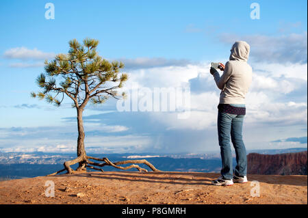 Besucher, die ein Handy Bild einer seichten verwurzelten Protze Kiefer, oder Pinus flexilis, am Rande des Bryce Amphitheater, Utah, USA. Stockfoto