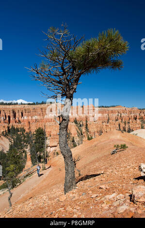 Pinetree wächst auf einem trailside Hang im Bryce Canyon National Park, Utah, USA. Stockfoto