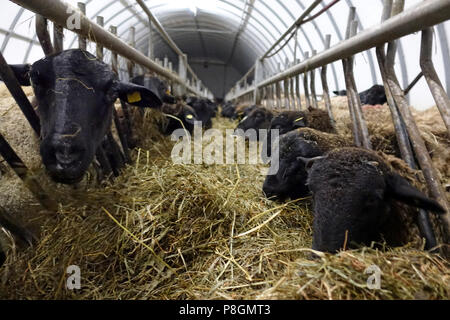 Neue Kaetwin, Deutschland, Dorper Schafe im Stall essen Heu Stockfoto