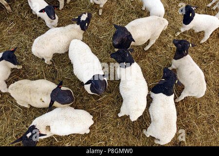 Neue Kaetwin, Deutschland, junge dorper Schafe schauen neugierig in der Scheune Stockfoto