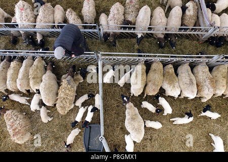 Neue Kaetwin, Deutschland, Dorper Schafe im Stall essen Heu Stockfoto