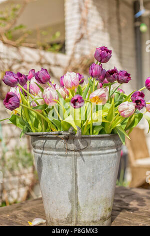 Lila und rosa Tulpen in einem Zink-Eimer im Garten Stockfoto