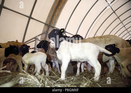 Neue Kaetwin, Deutschland, junge dorper Schafe in einer stabilen Stockfoto