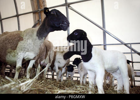 Neue Kaetwin, Deutschland, Dorper Schafe in einer stabilen Stockfoto