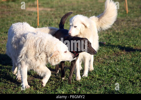 Neu Kaetwin, Deutschland, Pyrenäen Hunde benötigen ein Jagdhund Stockfoto