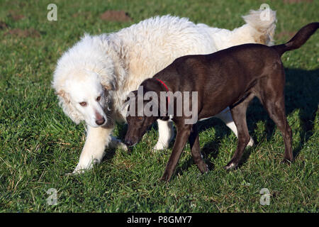 Neu Kaetwin, Deutschland, Pyrenean mountain Dog ist ein Jagdhund Stockfoto