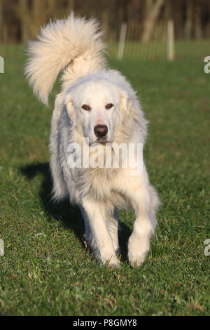 Neue Kaetwin, Deutschland, Pyrenean mountain Dog Stockfoto