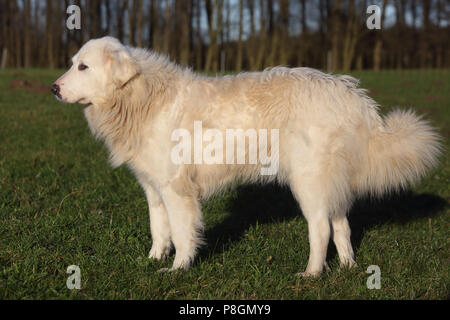 Neue Kaetwin, Deutschland, Pyrenean mountain Dog Stockfoto