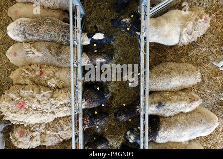 Neue Kaetwin, Deutschland, Dorper Schafe im Stall essen Heu Stockfoto