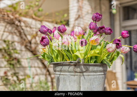 Lila und rosa Tulpen in einem Zink-Eimer im Garten Stockfoto