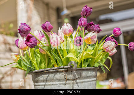 Lila und rosa Tulpen in einem Zink-Eimer im Garten Stockfoto