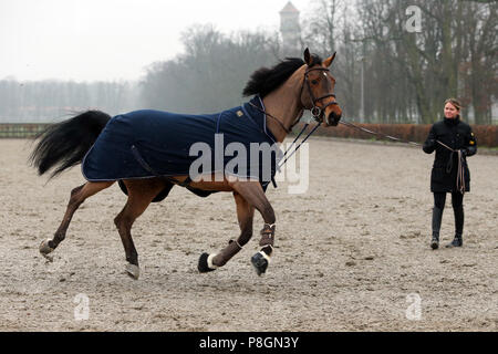 Neustadt (Dosse), Pferd, stürzte sich auf einem Reiterhof - Masse Stockfoto