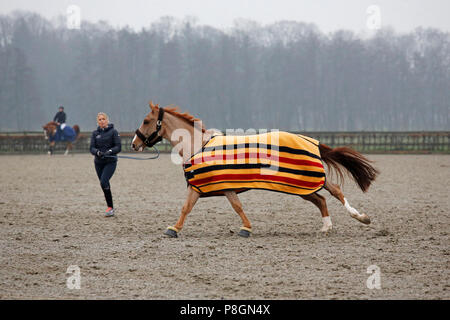 Neustadt (Dosse), Pferd, stürzte sich auf einem Reiterhof - Masse Stockfoto