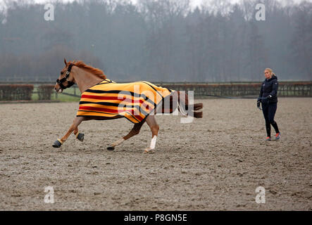 Neustadt (Dosse), Pferd, stürzte sich auf einem Reiterhof - Masse Stockfoto