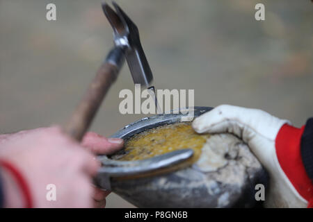 Neustadt (Dosse), Hufeisen ist ein Huf mit Silikon Platte genagelt Stockfoto