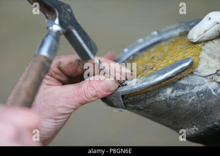 Neustadt (Dosse), Hufeisen ist ein Huf mit Silikon Platte genagelt Stockfoto