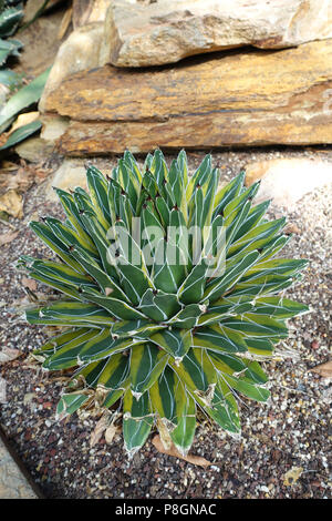 Agave Victoriae-reginae Stockfoto