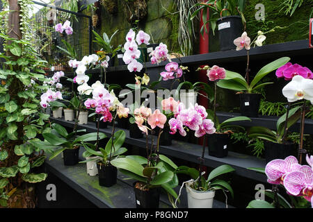 Gemischte Sorten von Phalaenopsis Orchideen oder als Motten Orchideen bekannt Stockfoto