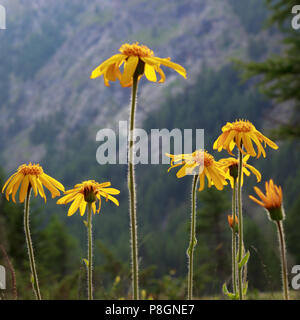 Alpine wilde Blume Arnica montana, Heilpflanze. Niedrige Perspektive und backlit geschossen. Aostatal, Italien Stockfoto