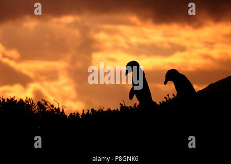 Zwei Pinguine wandern während der Dämmerung Stockfoto