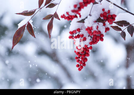 Roten Beeren im weißen Schnee an einem kalten Wintertag. Stockfoto