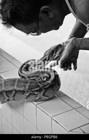 YADANA LABAMUNI HSU TAUNG PYE PAYA oder die Schlange Pagode in PALEIK ist berühmt für seine Heiligen BIRMANISCHEN PYTHONS - MANDALAY, MYANMAR Stockfoto