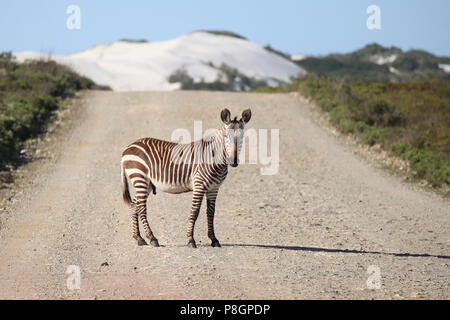 Cute Baby Zebra mitten auf einer Schotterstraße in der West Coast National Park in Südafrika. Stockfoto