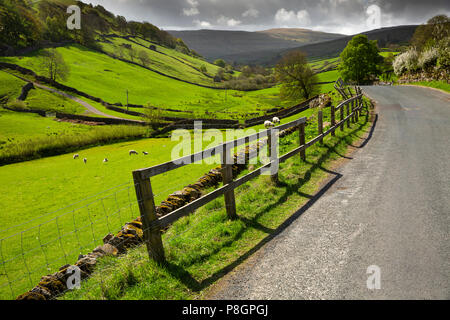 Das VEREINIGTE KÖNIGREICH, England, Yorkshire, Swaledale, Keld, Schafe weiden in höheren Swaledale Felder von Trockenmauern neben Land Straße getrennt Stockfoto