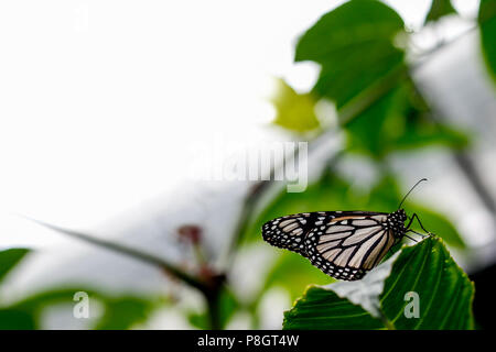 Eine weiße Monarch Butterfly ruht auf einem Blatt Stockfoto