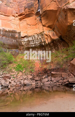 UT 00429-00... UTAH - Upper Emerald Pool von den hoch aufragenden Wand der Zion Canyon im Zion National Park umgeben. Stockfoto